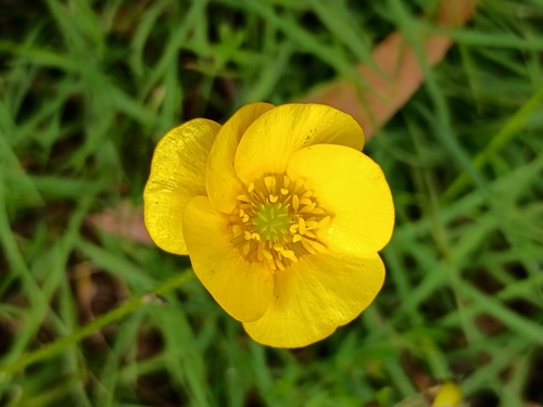 Ranunculus lappaceus, photograph 4