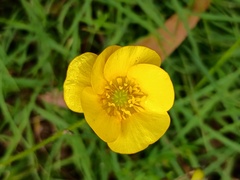Ranunculus lappaceus, photograph (c) grampianshiker, some rights reserved (CC BY)