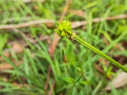 Ranunculus lappaceus, photograph 6