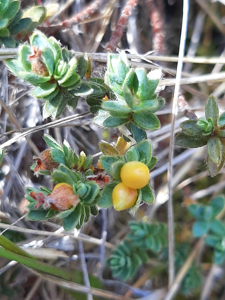 Pimelea mesoa, Cass, Canterbury 7580, New Zealand, by georgiasteel