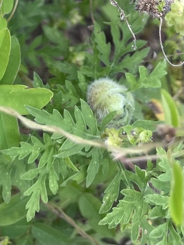 Unknown species found near Coconut Creek, FL, US