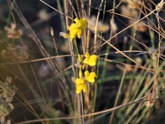 Utricularia odorata