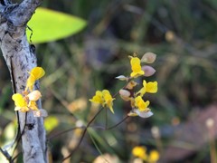Utricularia odorata