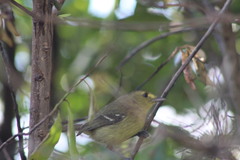 Vireo pallens