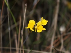 Utricularia odorata