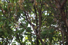 Vireo pallens