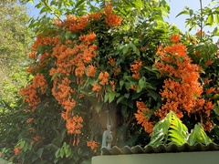 Pyrostegia