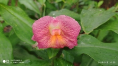 Costus phyllocephalus