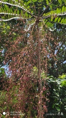 Eurycoma longifolia
