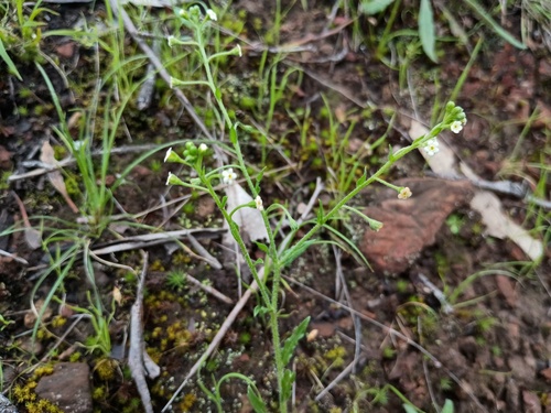 sweet hound's-tongue (Hackelia suaveolens)