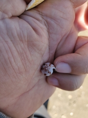 Conasprella perplexa