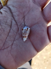 Conasprella perplexa