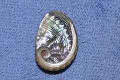 Haliotis coccoradiata