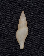 Guraleus tasmanicus