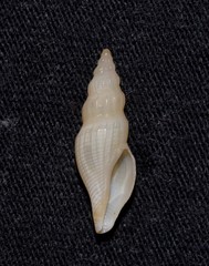 Guraleus tasmanicus