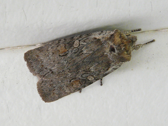 Lithophane antennata