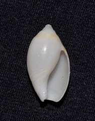 Amalda marginata
