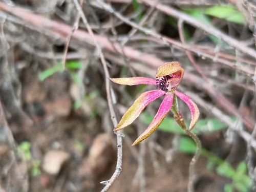 Bronze caps (Caladenia iridescens)