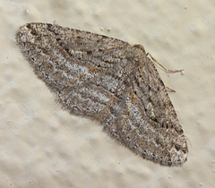 Zermizinga sinuata