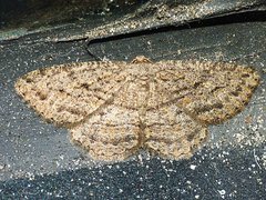 Zermizinga sinuata