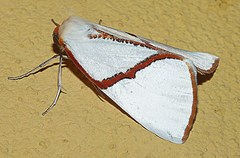Thalaina selenaea