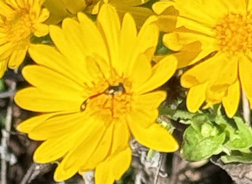 Unknown species found near Galveston, TX, US