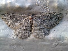 Zermizinga sinuata