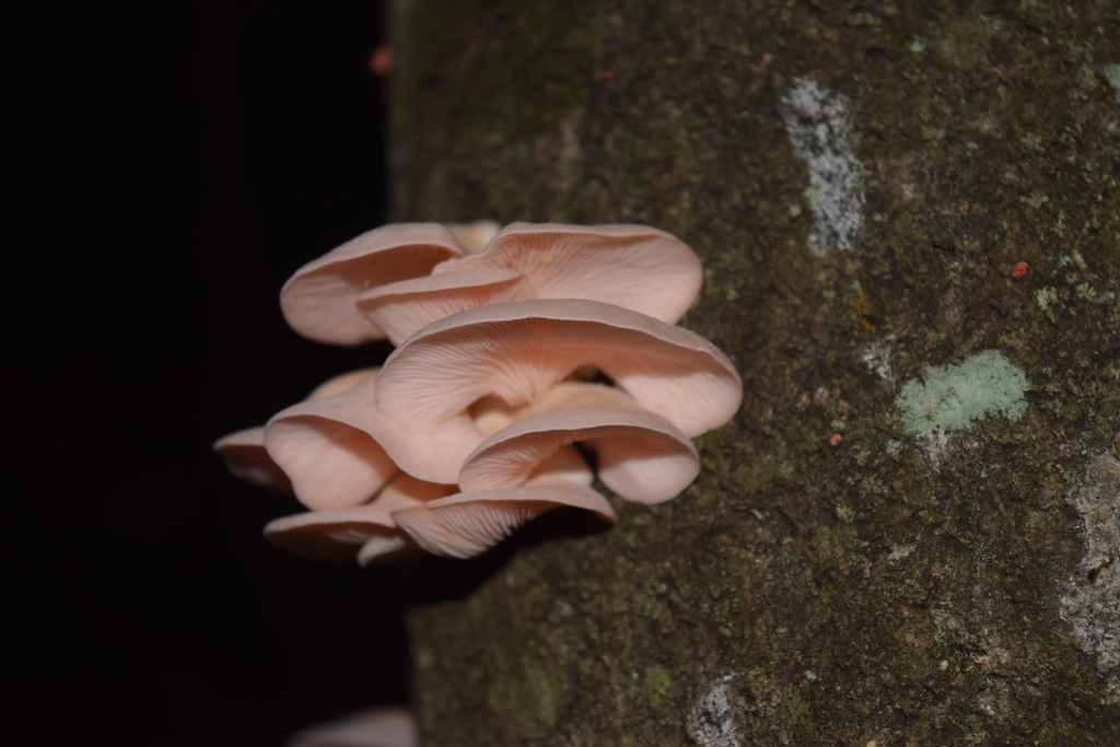 Pleurotus djamor · December 2025 · photo: © aixafalchi (iNaturalist, cc-by)