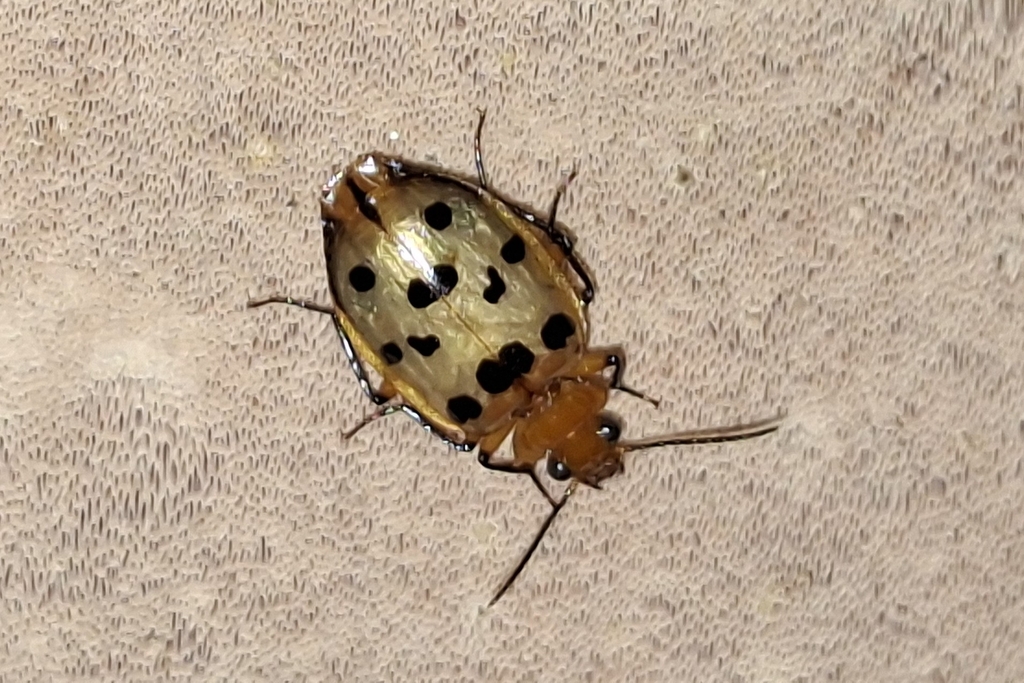 Eurycoleus belti