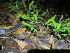 Stegonotus australis