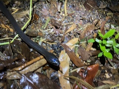 Stegonotus australis