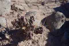 Grusonia aggeria