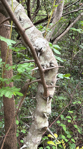 Dalbergia armata, photograph 4