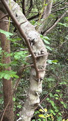 Dalbergia armata, photograph (c) alanbedfordshaw, some rights reserved (CC BY-SA)