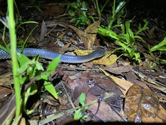 Stegonotus australis
