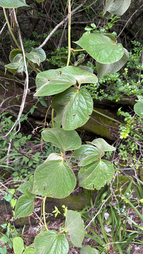 Dioscorea dregeana, photograph 1