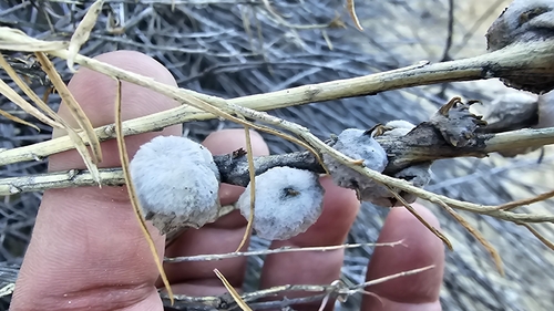 Unknown species found near Aztec, NM 87410, USA