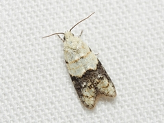 Tracholena sulfurosa