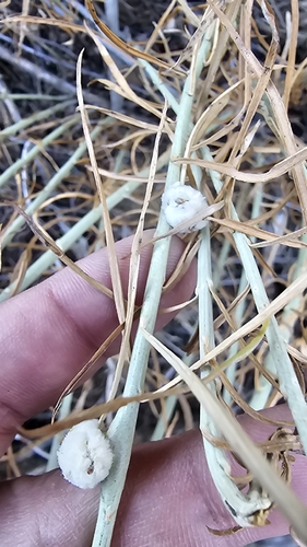 Unknown species found near Aztec, NM 87410, USA