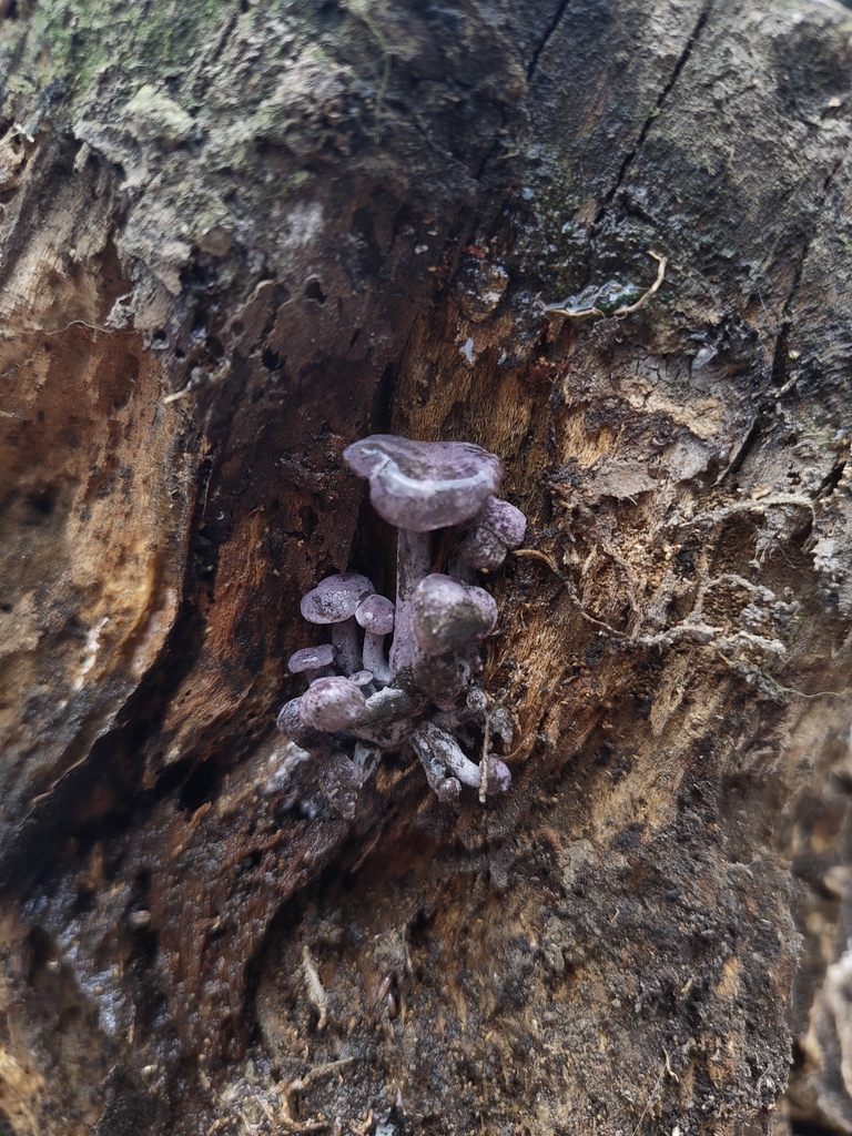 Gerronema waikanaense