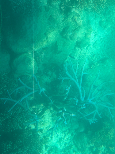 Acropora muricata observed 2025-10-20