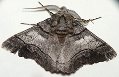 Hypobapta diffundens