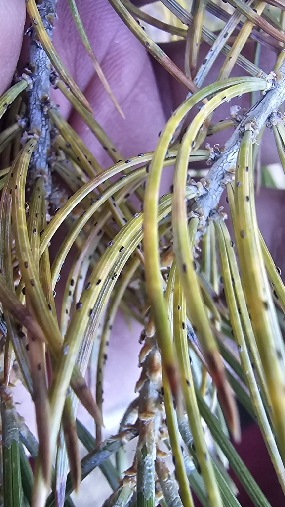 pinyon needle scale