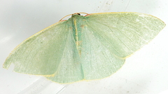 Chlorocoma assimilis