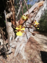 Trichocentrum brachyphyllum