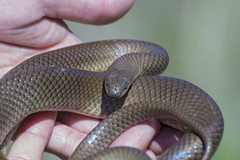 Paraphimophis rusticus