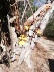 Trichocentrum brachyphyllum