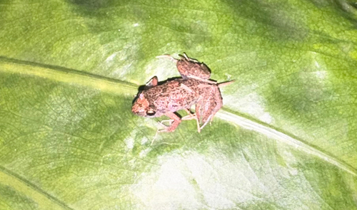 Eleutherodactylus planirostris observed 2025-12-28