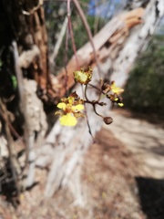 Trichocentrum brachyphyllum