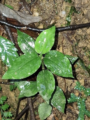 Vrydagzynea nuda iNat (2)
